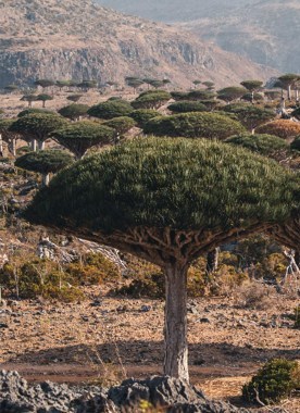 Socotra